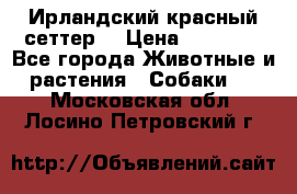 Ирландский красный сеттер. › Цена ­ 30 000 - Все города Животные и растения » Собаки   . Московская обл.,Лосино-Петровский г.